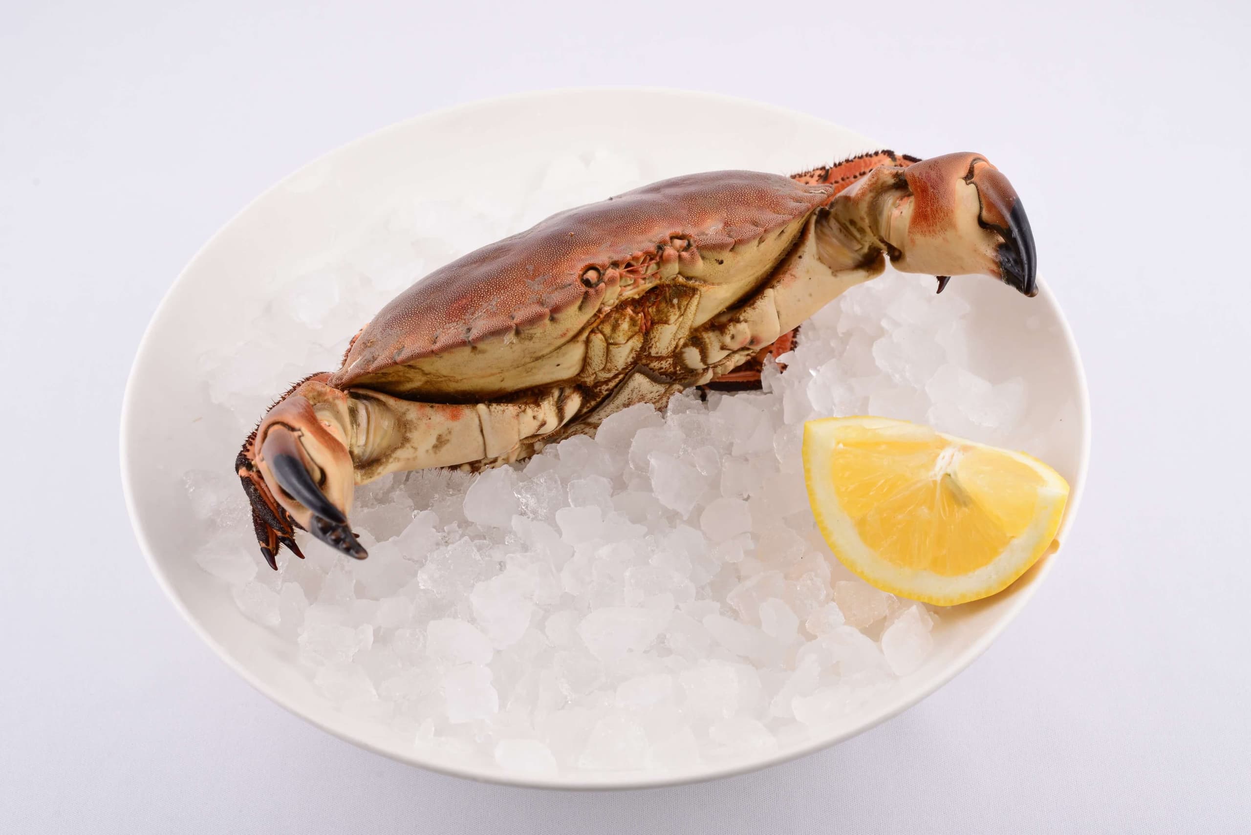 Tourteau - Menu item