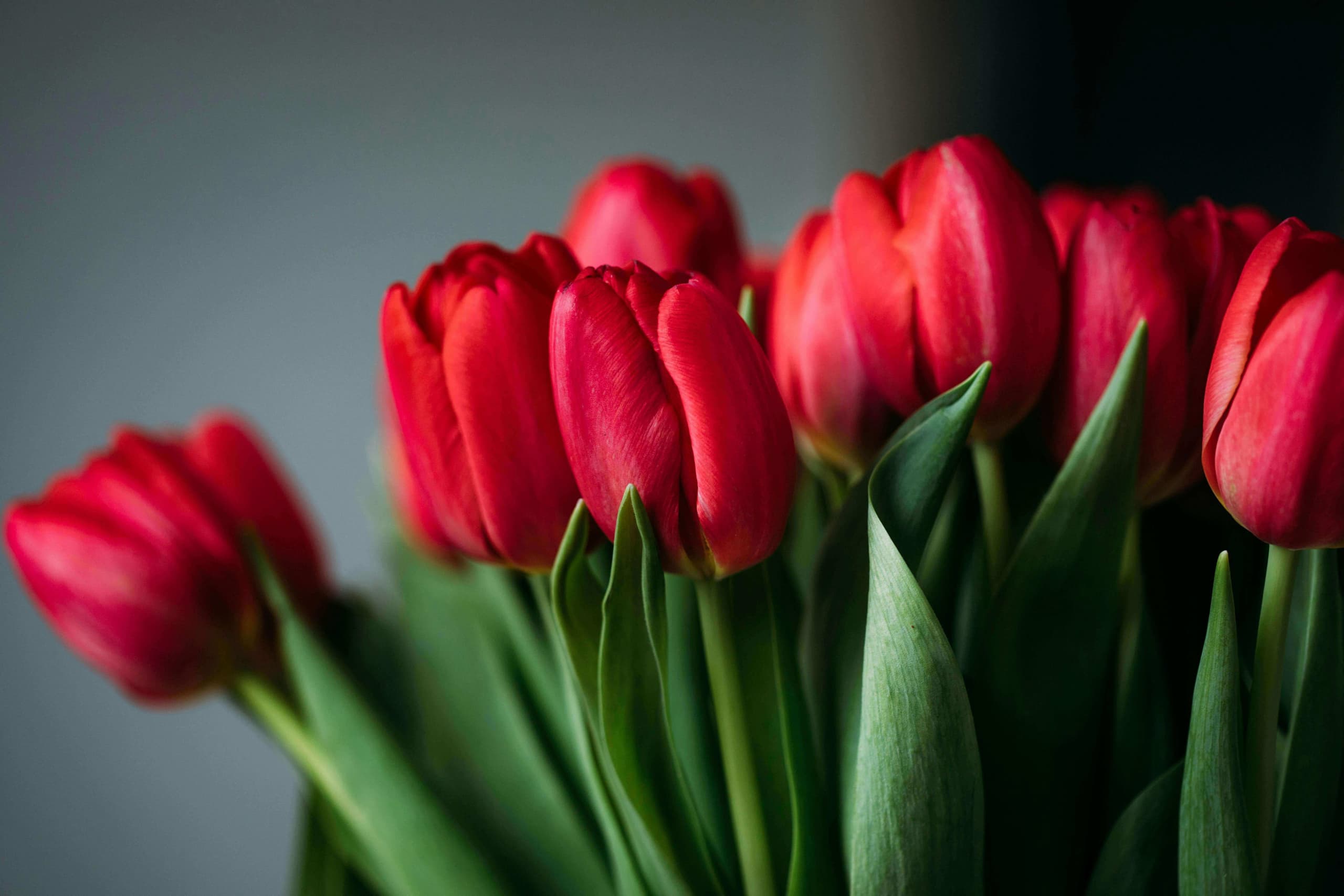 Maison des Fleurs